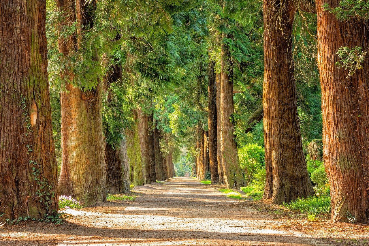 beautiful tree avenue