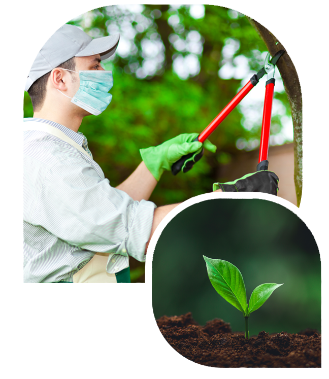 tree service in salt lake city utah