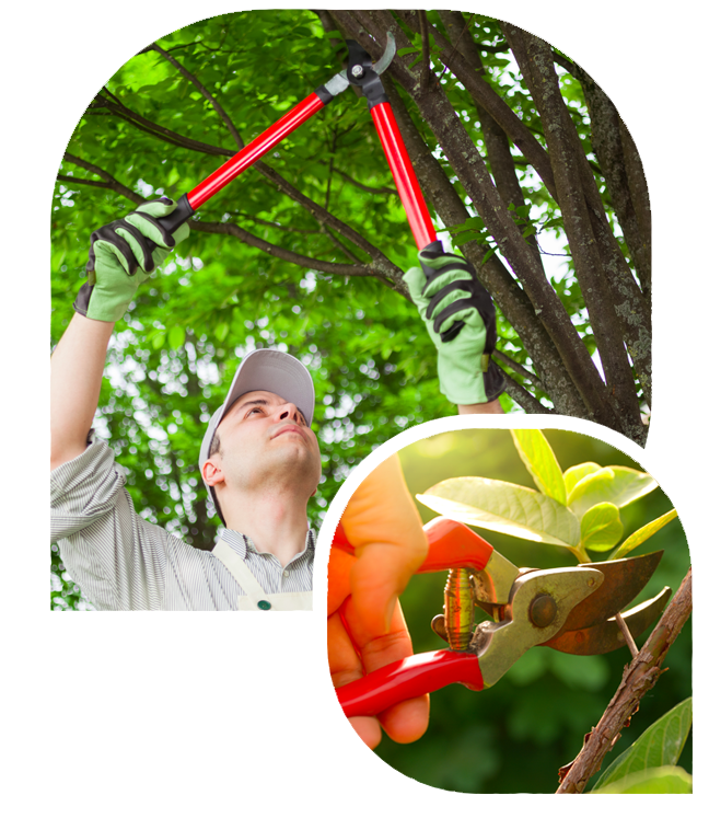 shrub pruning salt lake city