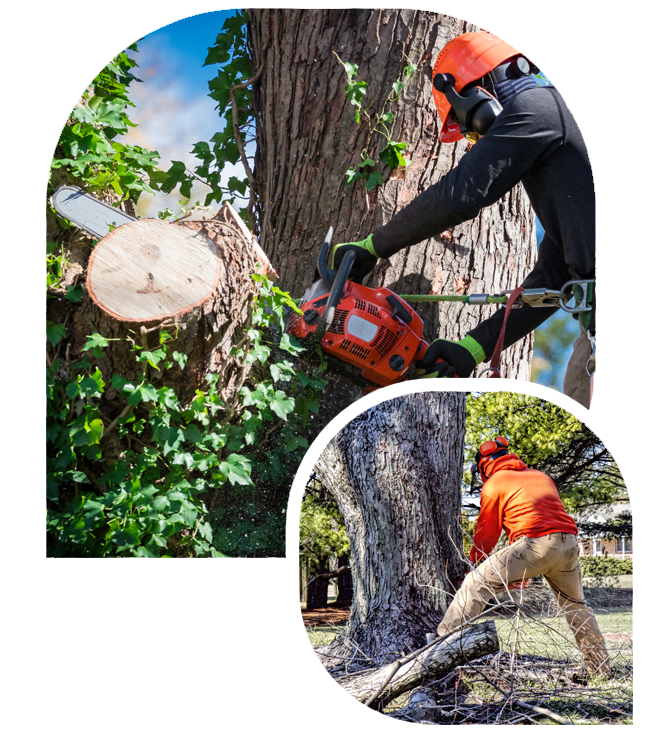 tree removal salt lake city