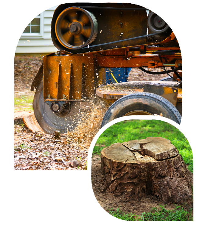 stump removal salt lake city
