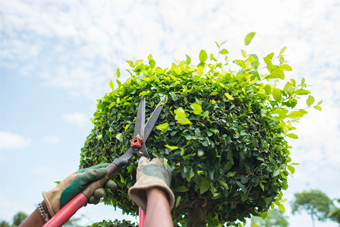 cutting leaves